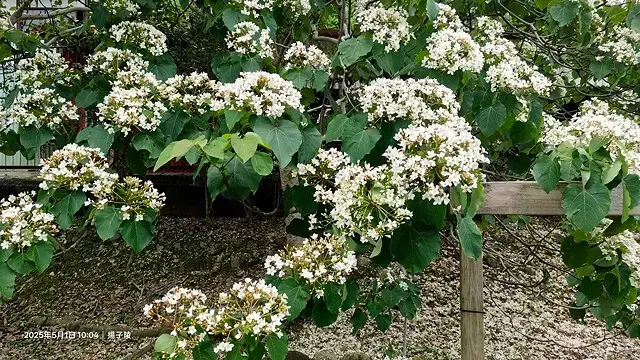 2025桃園大溪、十一指古道油桐花盛開🌸，5/1即時花況｜2