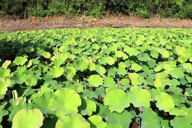 2025淡水奎柔山路百合花，05/17即時花況🌸｜同場加映：