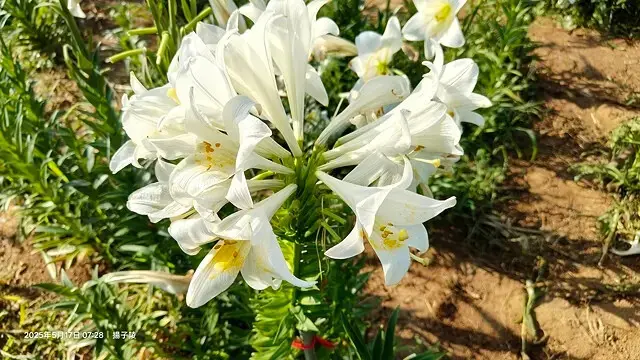 2025淡水奎柔山路百合花，05/17即時花況🌸｜同場加映：