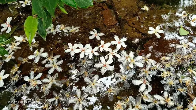 2025桃園大溪、十一指古道油桐花盛開🌸，5/1即時花況｜2