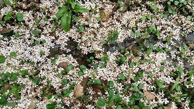2025桃園大溪、十一指古道油桐花盛開🌸，5/1即時花況｜2