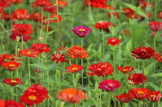新北河濱2025繽紛花海，春日漫步夢幻花園，新北大都會公園+