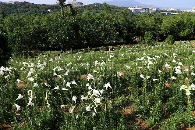 2025淡水奎柔山路百合花，05/17即時花況🌸｜同場加映：