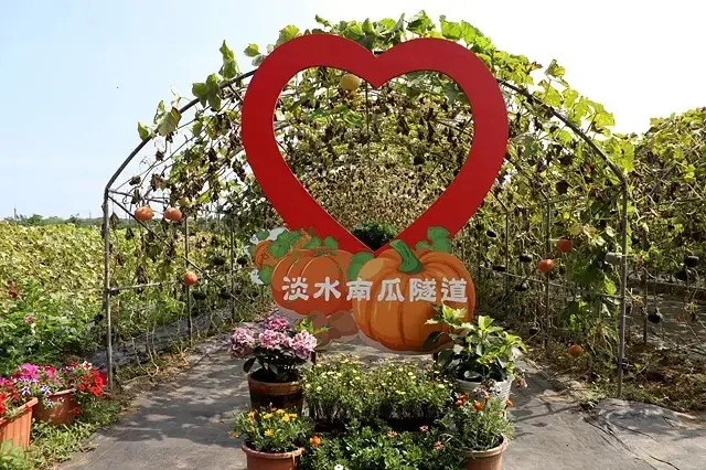 2025淡水奎柔山路百合花，05/17即時花況🌸｜同場加映：