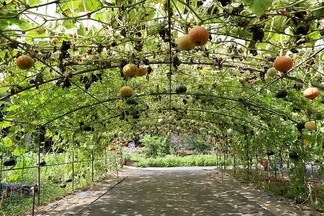 2025淡水奎柔山路百合花，05/17即時花況🌸｜同場加映：