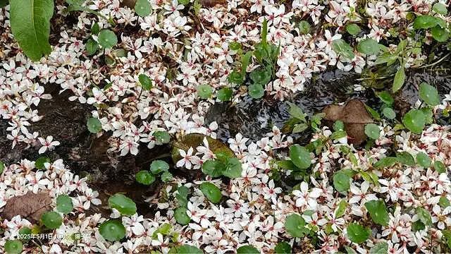 2025桃園大溪、十一指古道油桐花盛開🌸，5/1即時花況｜2