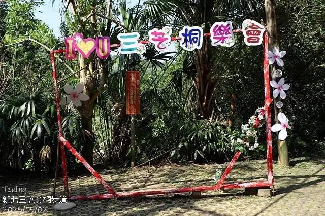 2025新北三芝賞桐步道🌸，5/2即時花況。