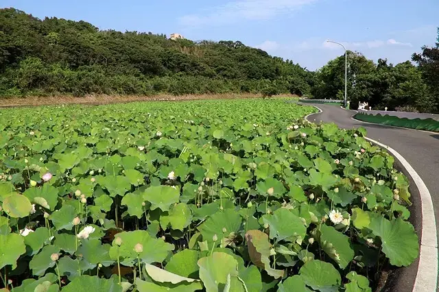 2025淡水奎柔山路百合花，05/17即時花況🌸｜同場加映：