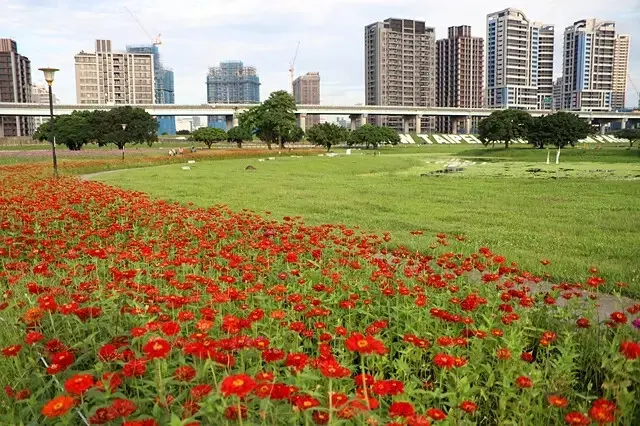 新北河濱2025繽紛花海，春日漫步夢幻花園，新北大都會公園+