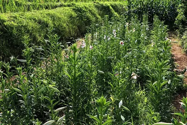 2025淡水奎柔山路百合花，05/17即時花況🌸｜同場加映：