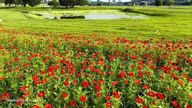 新北河濱2025繽紛花海，春日漫步夢幻花園，新北大都會公園+