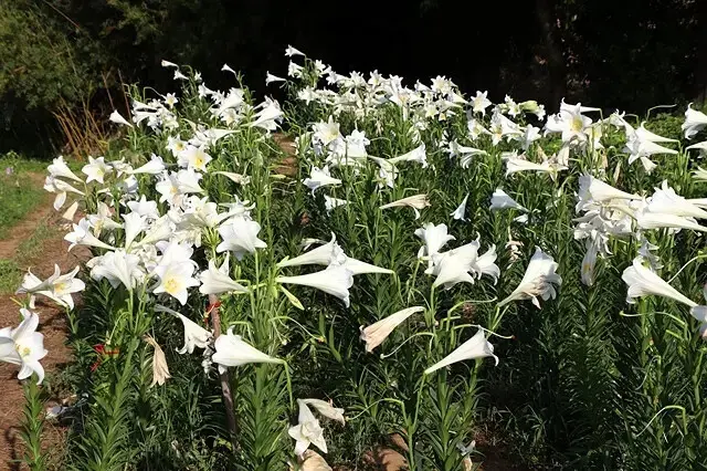 2025淡水奎柔山路百合花，05/17即時花況🌸｜同場加映：