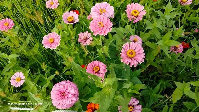 新北河濱2025繽紛花海，春日漫步夢幻花園，新北大都會公園+