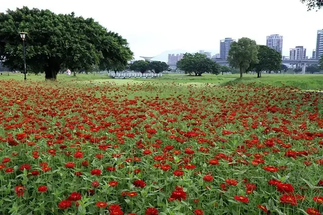 新北河濱2025繽紛花海，春日漫步夢幻花園，新北大都會公園+