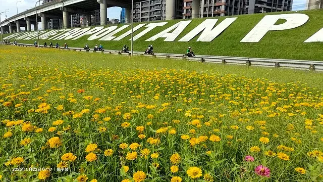 新北河濱2025繽紛花海，春日漫步夢幻花園，新北大都會公園+