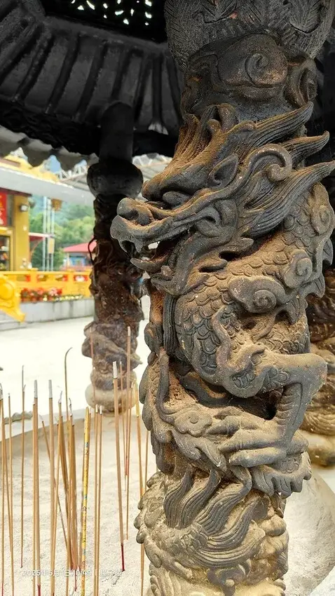 2025桃園大溪、十一指古道油桐花盛開🌸，5/1即時花況｜2