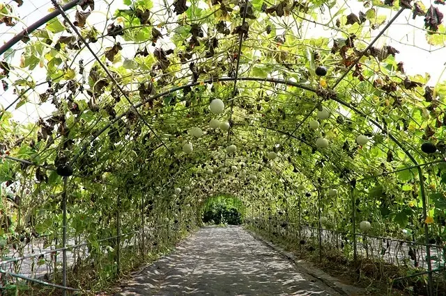 2025淡水奎柔山路百合花，05/17即時花況🌸｜同場加映：