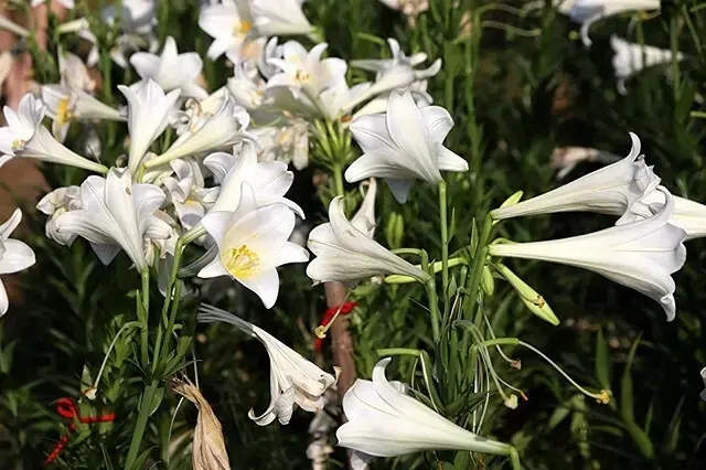 2025淡水奎柔山路百合花，05/17即時花況🌸｜同場加映：