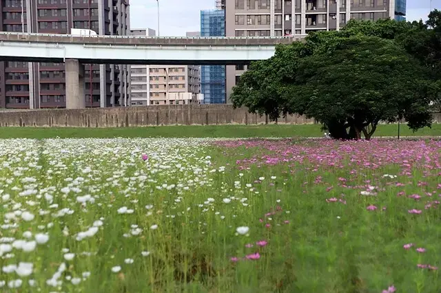 新北河濱2025繽紛花海，春日漫步夢幻花園，新北大都會公園+