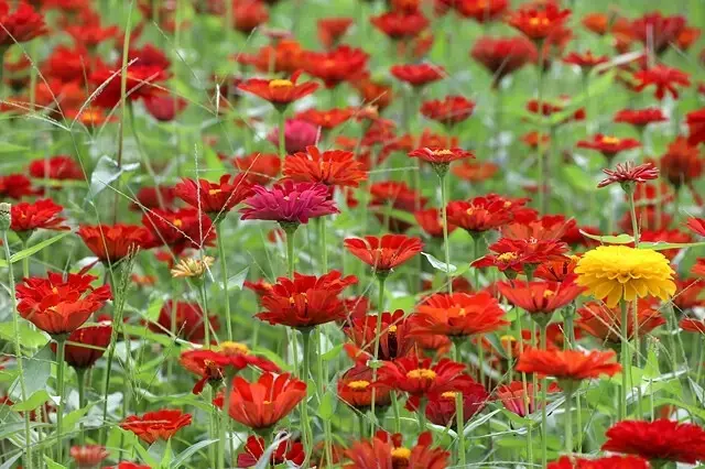 新北河濱2025繽紛花海，春日漫步夢幻花園，新北大都會公園+