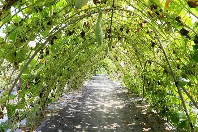 2025淡水奎柔山路百合花，05/17即時花況🌸｜同場加映：