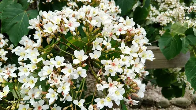2025桃園大溪、十一指古道油桐花盛開🌸，5/1即時花況｜2