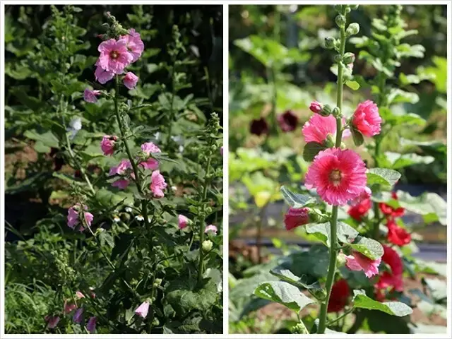 2025淡水奎柔山路百合花，05/17即時花況🌸｜同場加映：