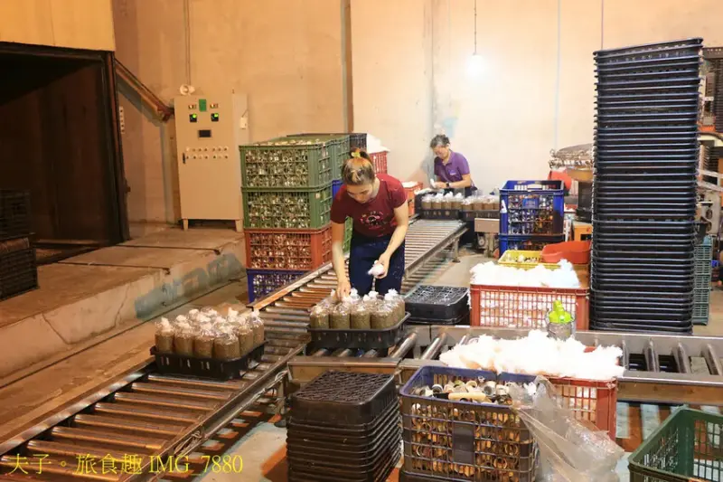 圃圃豐農場 有機杏鮑菇 體驗採菇樂趣