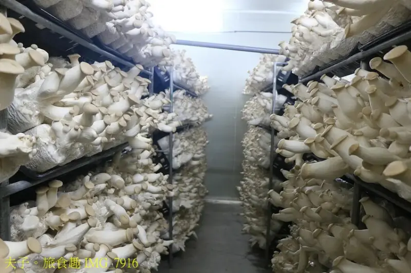 圃圃豐農場 有機杏鮑菇 體驗採菇樂趣