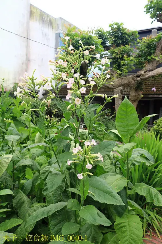 花蓮食農碳匯新魅力 馬太鞍欣綠農園 X 立川漁場 X 植樹減