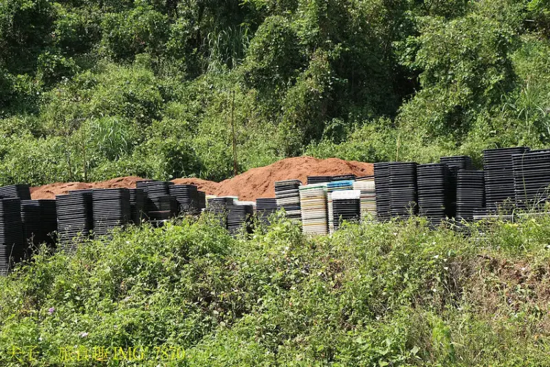 圃圃豐農場 有機杏鮑菇 體驗採菇樂趣