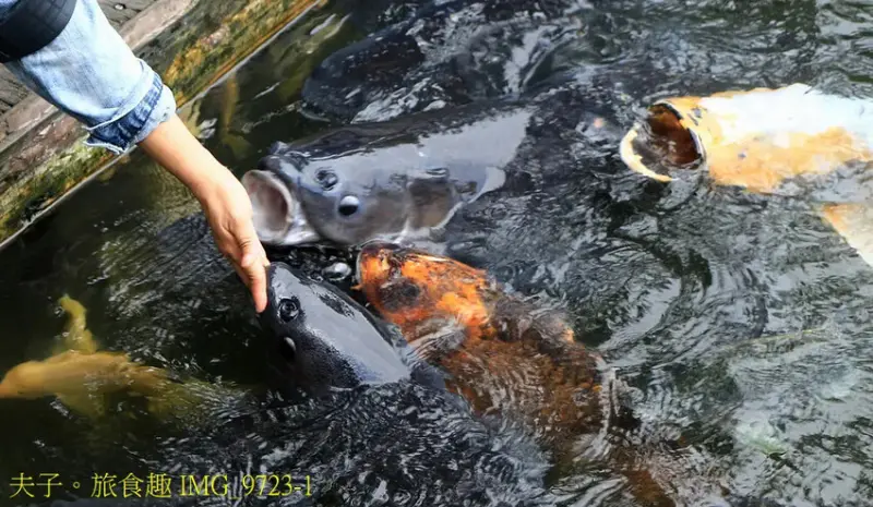花蓮食農碳匯新魅力 馬太鞍欣綠農園 X 立川漁場 X 植樹減