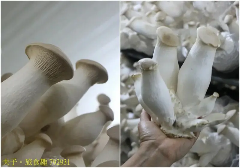 圃圃豐農場 有機杏鮑菇 體驗採菇樂趣