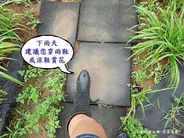 下雨天易泥濘-2025百吉金針花海.jpg