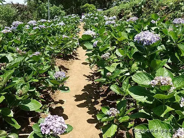2022祿客農莊 (32).jpg