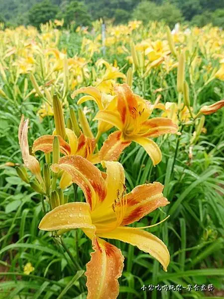 大溪-百吉休閒農業體驗園區遊客中心 (13).jpg