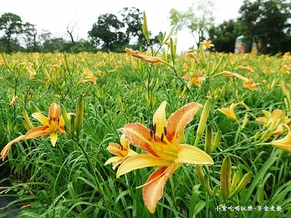 大溪-百吉休閒農業體驗園區遊客中心 (16).jpg