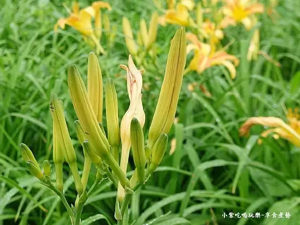 大溪-百吉休閒農業體驗園區遊客中心 (12).jpg
