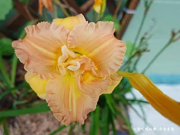 特殊品種金針花-百吉金針花 (1).jpg