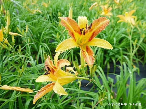 大溪-百吉休閒農業體驗園區遊客中心 (15).jpg