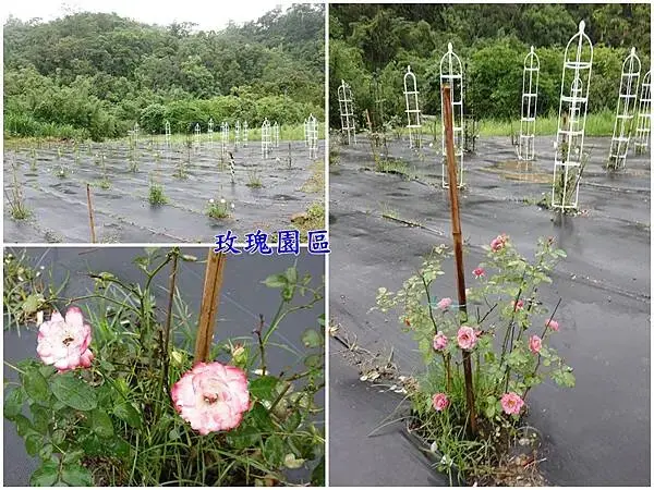 玫瑰園區-百吉休閒農業區遊客中心 (2).jpg