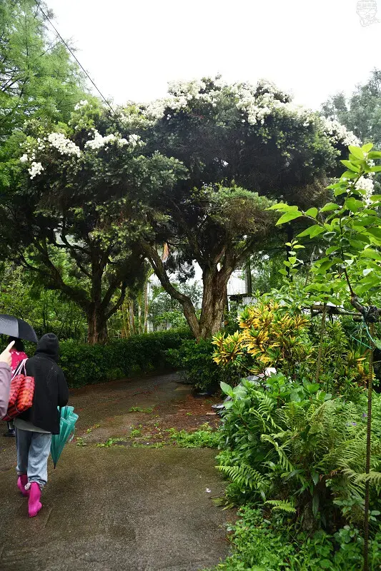 【台中旅遊推薦】探索原味之旅－雙崎部落，台中原民體驗，原流新