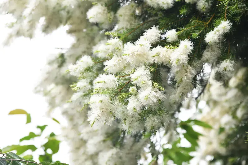 【台中旅遊推薦】探索原味之旅－雙崎部落，台中原民體驗，原流新