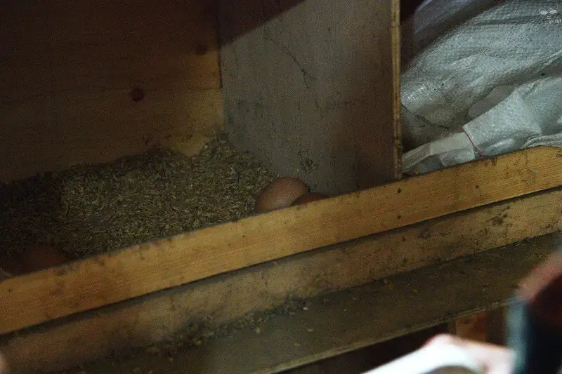 【台中旅遊推薦】探索原味之旅－雙崎部落，台中原民體驗，原流新