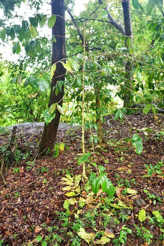 【台中旅遊推薦】探索原味之旅－雙崎部落，台中原民體驗，原流新