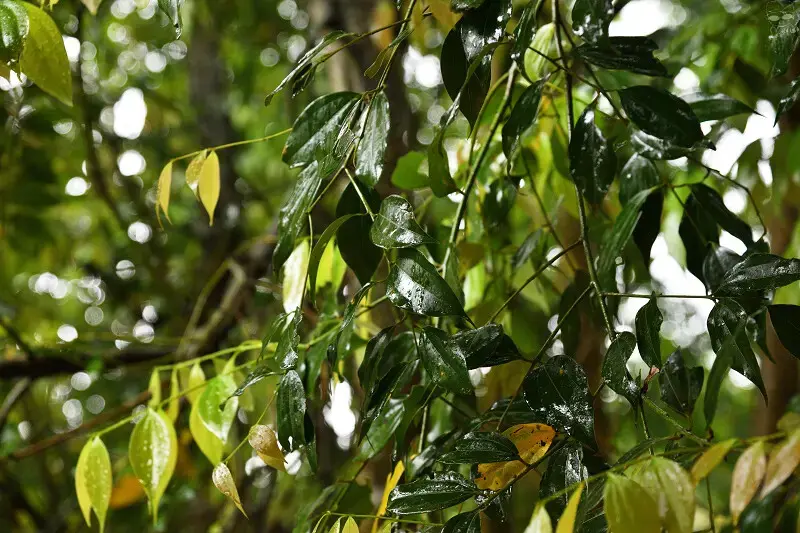 【台中旅遊推薦】探索原味之旅－雙崎部落，台中原民體驗，原流新