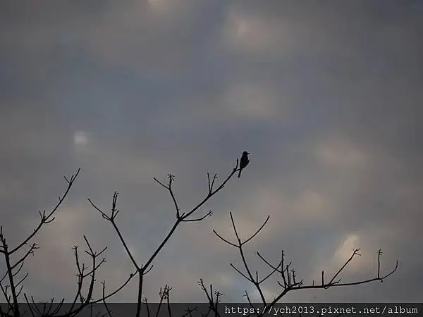 佛光大學看日出