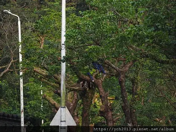 佛光大學看日出