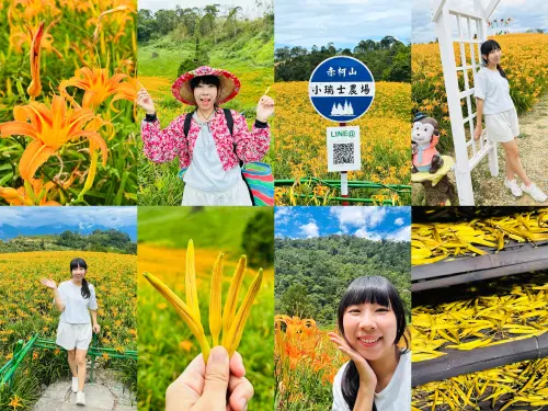 2025赤科山金針花季一日遊｜花海拍照秘境、窯燒金針體驗＋加蜜園美味風味餐全攻略！
