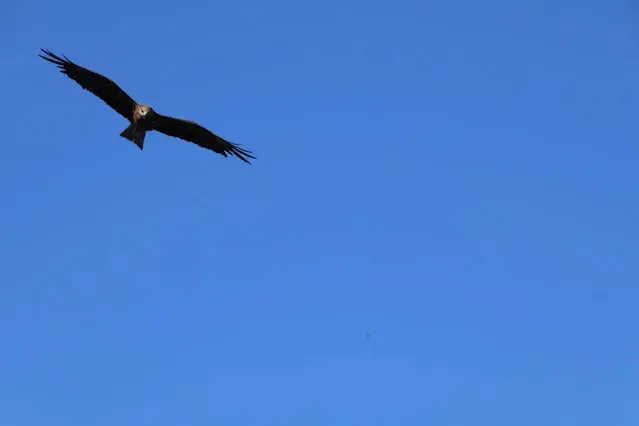 東北角暨宜蘭海岸國家風景區 - 深澳漁港 - 老鷹